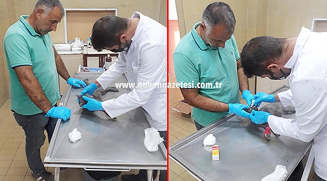 Ayağı Kırık Kedi İçin Belediye Seferber Oldu