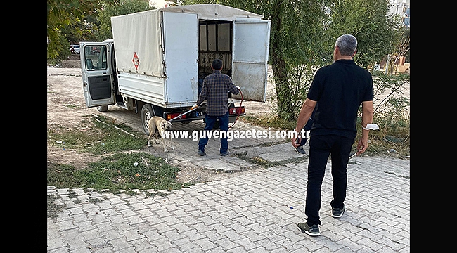 Taşların Arasında Yeni Doğan Yavru Köpekleri İtfaiye Ekibi Kurtardı