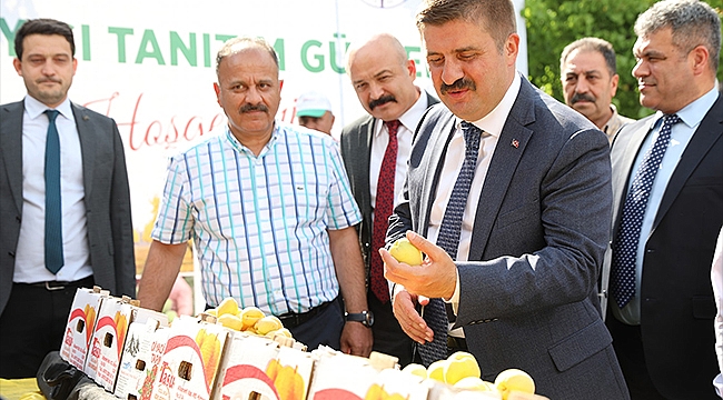 Iğdır’a Özgü Şalak Kayısının Hasadı Başladı