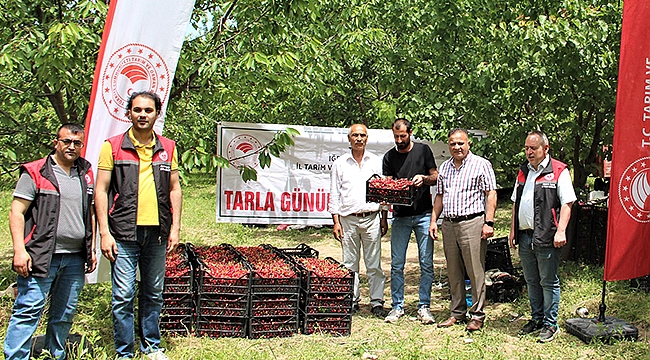 Iğdır’da Kiraz Hasadı Başladı