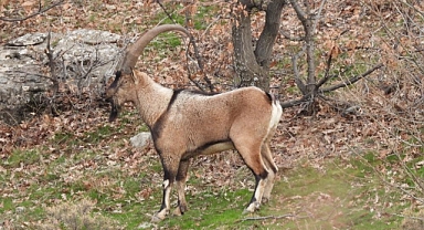 ADIYAMAN - Yaban keçisi envanteri tamamlandı