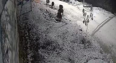 Elazığ'da aç kalan tilki ve yaban domuzları köye indi