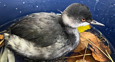 Erzurum’da Bitkin Bulunan Batağan Yavrusu, Bakımının Ardından Doğaya Salındı