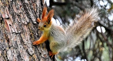 Kars'ta kızıl sincaplar yaşam alanlarında görüntülendi