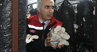 Malatya'da yılda yaklaşık 95 ton mantar üretiliyor