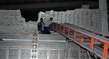 Muş'ta şeker pancarı alım kampanyası sürüyor