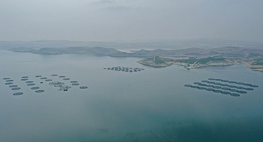 Ultrasonla cinsiyetleri belirlenen mersin balıkları ayrı kafeslerde ihracata hazırlanıyor