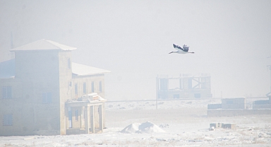 Yüksekova'da göç etmeyen leylekler karlı arazide görüntülendi