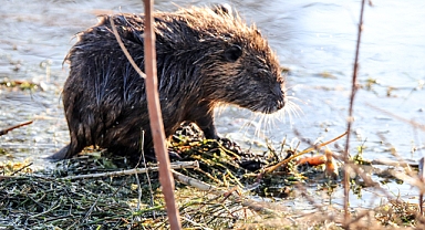 Ağrı Dağı'nın eteğindeki su maymunları beslenirken görüntülendi