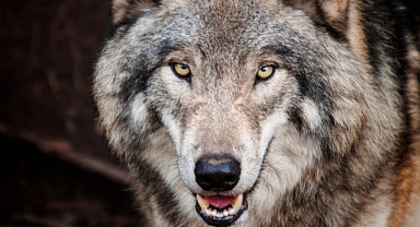 Iğdır Karakoyunlu'da Kurt Saldırısı: 2 Koyun Yaralandı