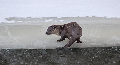 Kars Çayı'nda su samurları görüntülendi