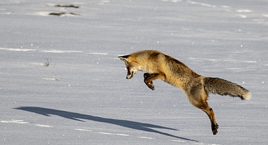 Kars'ta kızıl tilkinin karla kaplı arazide fare avı kamerada