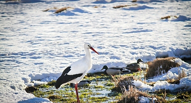 Yüksekova'daki Nehil Sazlığı'nda kuş sayımı yapıldı