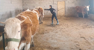 IĞDIR’DA ŞAP HASTALIĞI TESPİT EDİLDİ: KARANTİNA VE AŞILAMA ÇALIŞMALARI DEVAM EDİYOR