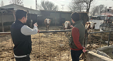 Iğdır’da Şap Hastalığına Karşı Yoğun Mücadele
