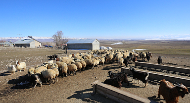 Muşlu çiftçi, devlet desteğiyle koyun sayısını 300'den 1020'ye çıkardı