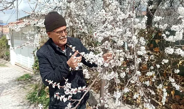 Malatya'da Kayısı Ağaçları Don Riski Altında
