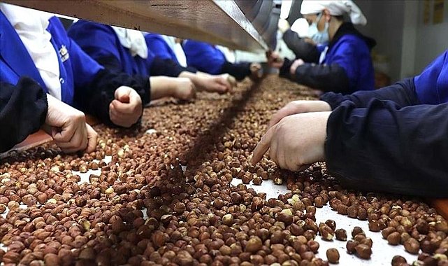 Trabzonun fındık ihracatında liderliği sürüyor - Ekonomi Haberleri