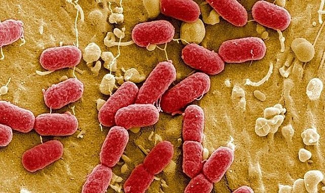 Acil durum ilan edilmişti… Lassa ateşi 166 can aldı