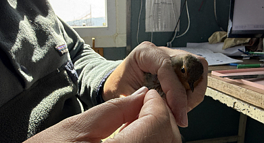 Göç yolunun önemli duraklarından Iğdır'da kuş hareketliliği başladı