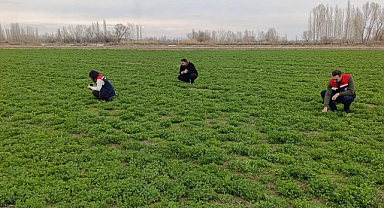 Iğdır'da Yonca Hortumlu Böceği ile Mücadele Başladı