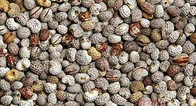 Acı Çehrenin Faydaları Nelerdir? Acı Çehre Ne İşe Yarar? Neye İyi Gelir?