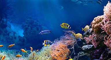 Denizin dibinde birden ortaya çıktı: Dokunduğu her şeyin rengine dönüşüyor