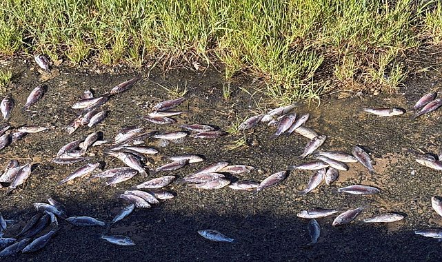 Endişelendiren görüntü! Toplu balık ölümlerine inceleme