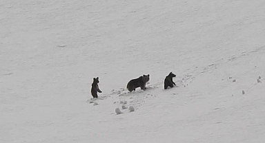 Erzincan'da anne ayı ve yavruları kamerada