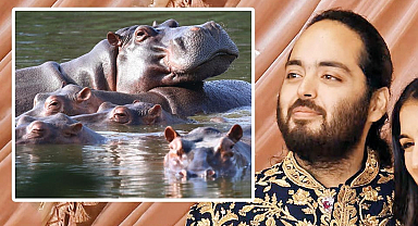 Escobar’ın su aygırlarına talip çıktı