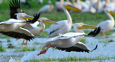 Göç yolundaki pelikan sürüsünün Bursa molası