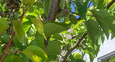 Iğdır'da kayısı üreticileri, bu yıl yaşanan don olayının etkisiyle ciddi bir verim kaybıyla karşı karşıya kaldı