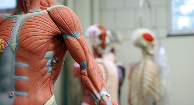 İnsan vücudu sandığımız kadar çözülmüş değil: Yüzyıllardır inceleniyor ama anatominin haritasında hâlâ boş kalan yerler var