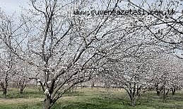 Kayısı üreticileri dikkat: Meteoroloji’den zirai don uyarısı