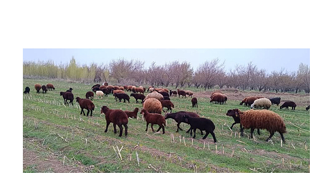 Kuzular Baharla Meralara İndı