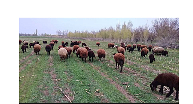 Kuzular Baharla Meralara İndı