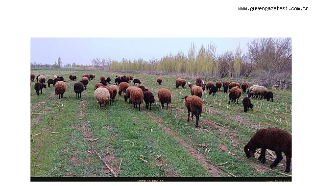 Kuzular Baharla Meralara İndı