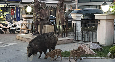 Marmaris'te yaban domuzları yerleşim alanına indi