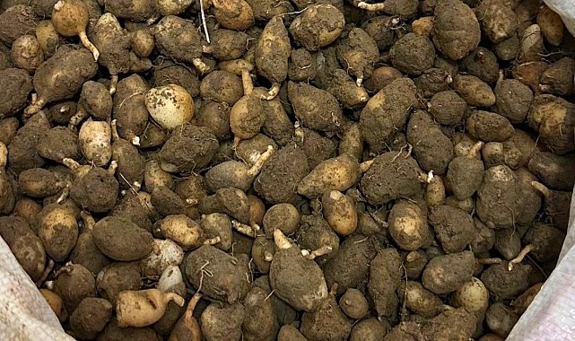 Nesli tehlike altındaki bitkinin yumrularını söken kişiye yarım milyonluk ceza