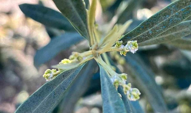 Salihli'de zeytin üreticilerine 