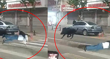 Şehir merkezine inen yaban domuzu ortalığı birbirine kattı! Yaralılar var