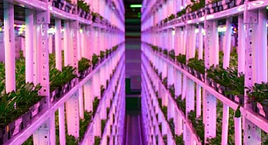 Yerin 1 kilometre altında hasat: Dünyanın en derin çiftliği kuruldu