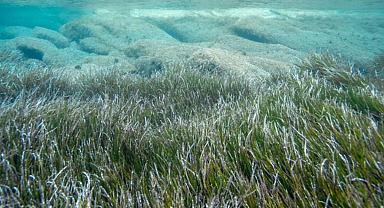 Bodrum kıyılarındaki deniz çayırlarının korunması çağrısı