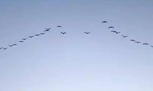 Efsanevi yaratık 200 yıl sonra yeniden görüldü