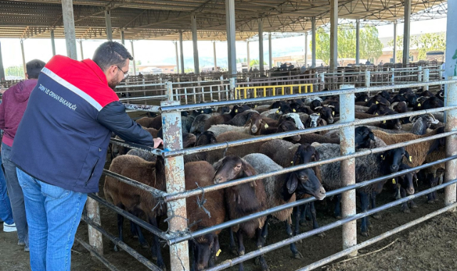 Iğdır Canlı Hayvan Pazarında Kurban Bayramı Denetimleri Sürüyorr