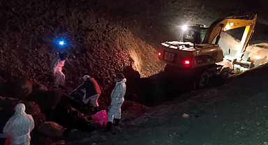 Iğdır'da Arı Saldırısı: 816 Koyun Telef Oldu