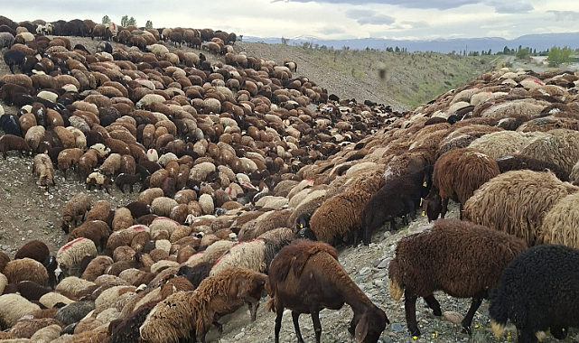 Iğdır'da arı saldırısı faciası: 400'e yakın koyun telef oldu