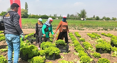 Iğdır’da Kıvırcık Hasadı Başladı: Doğu Anadolu’ya Taze Ürün Sevkiyatı