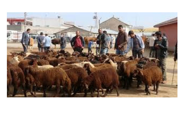 Iğdır’da Yayla Yasağı: Yaya Hayvan Sevki Durduruldu