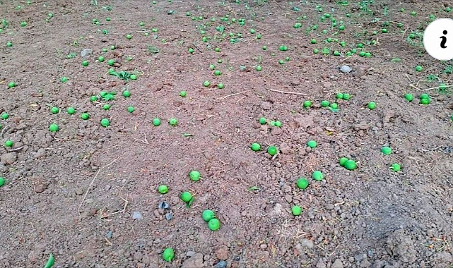 IĞDIRLI ÇİFTÇİLER YENİDEN DOĞAL AFETLERLE ZARAR GÖRDÜ